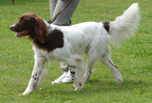 Deutsch-Langhaar, Hellschimmel, Deckrüde Eisbär v. Rodekopp Deutsch-Langhaar, Hellschimmel, Deckrüde Eisbär v. Rodekopp