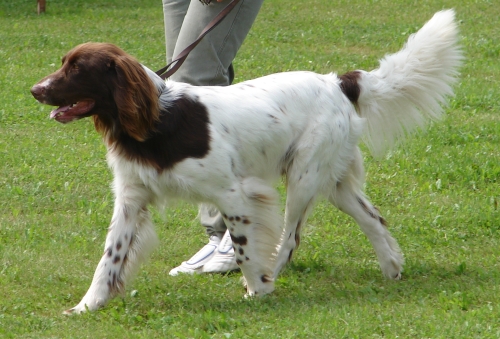 Deutsch-Langhaar, Hellschimmel, Deckrüde Eisbär v. Rodekopp