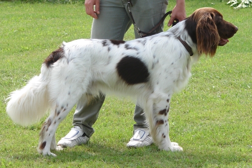 Deutsch-Langhaar, Hellschimmel, Deckrüde Eisbär v. Rodekopp