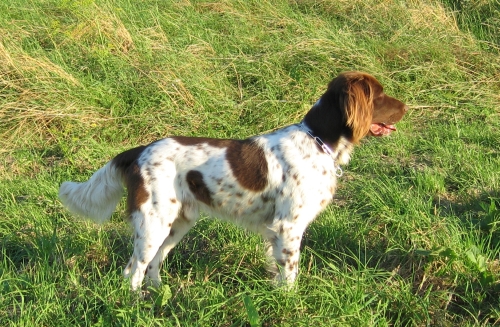 Deutsch-Langhaar, Hellschimmel, Deckrüde Elch v. Rodekopp Deutsch-Langhaar, Hellschimmel, Deckrüde Elch v. Rodekopp