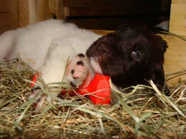 Artgerechte Welpenaufzucht Deutsch-Langhaar-Hellschimmel-Welpe Gina L. vom Rodekopp mit Mini-Apportierbock