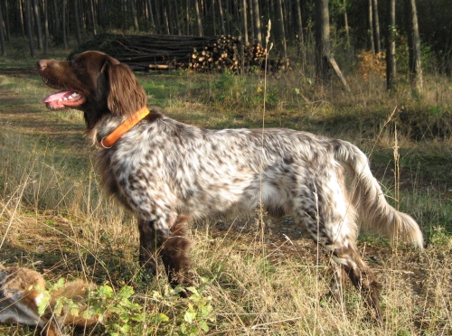 Deutsch-Langhaar, Braunschimmel, Deckrüde Grizzly v. Rodekopp