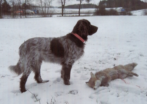Deutsch-Langhaar, Braunschimmel, Deckrüde Grizzly v. Rodekopp Deutsch-Langhaar, Braunschimmel, Deckrüde Grizzly v. Rodekopp