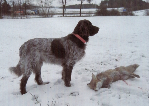 Deutsch-Langhaar, Braunschimmel, Deckrüde Grizzly v. Rodekopp