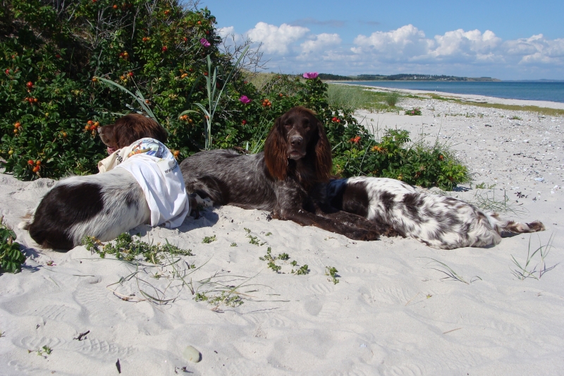 Deutsch-Langhaar am Strand